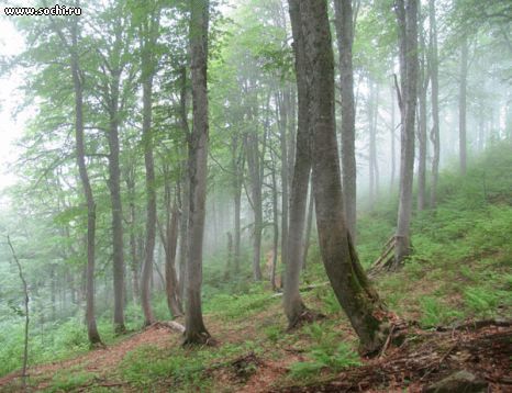 Туман в лесу на склоне горы Ачишхо