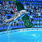 Адлерский дельфинарий "Акватория" - Аквариумы. Океанариумы. Дельфинарии. Зоопарки. Сочи SOCHI.com