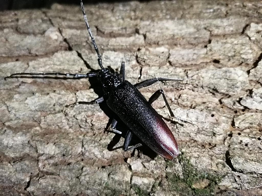 Новость: В Сочи можно встретить редкого жука