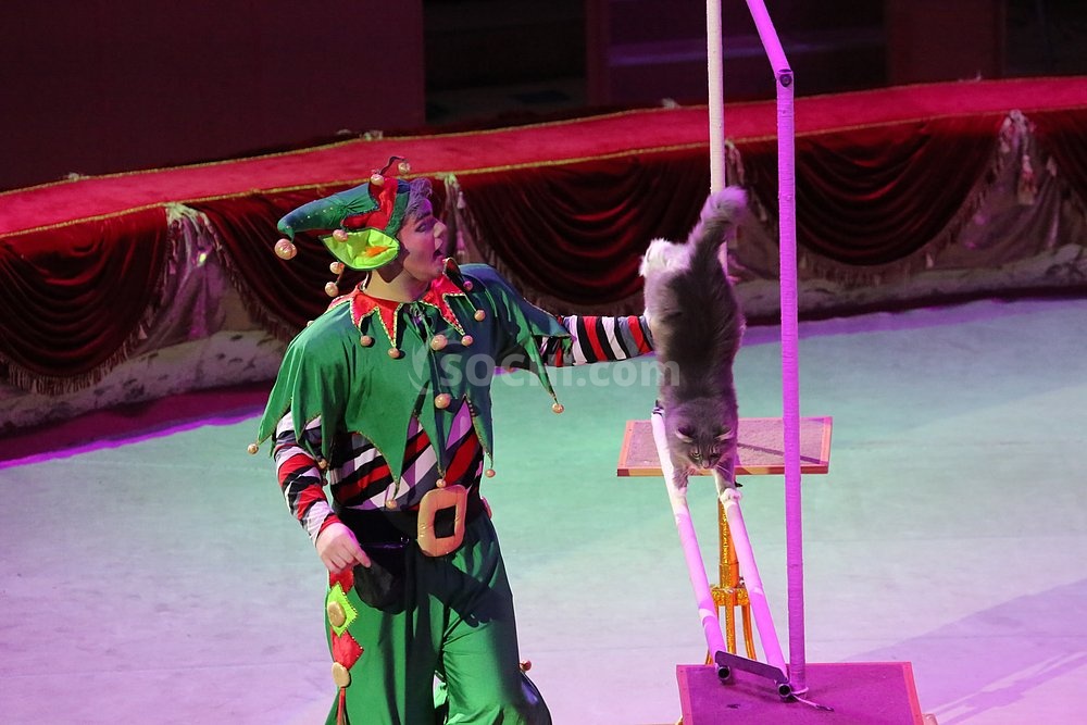Новогоднее Поздравление В Сочинском Цирке