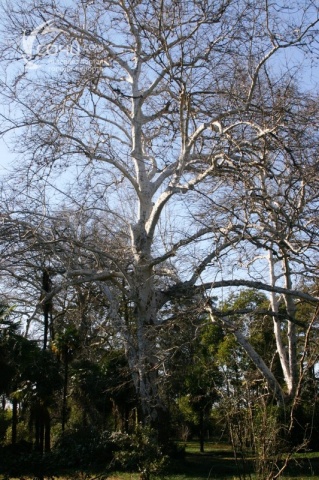 Снежное дерево в парке "Южные культуры"