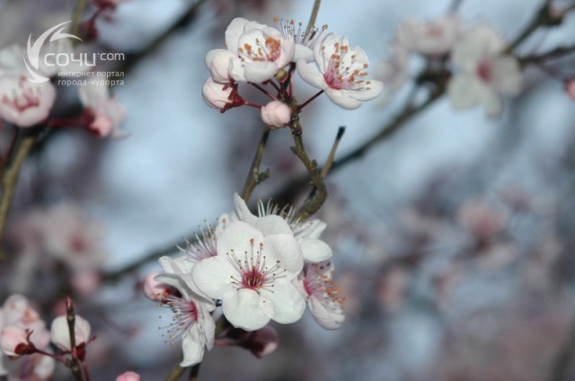 Цветение алычи в парке Южные культуры города Сочи