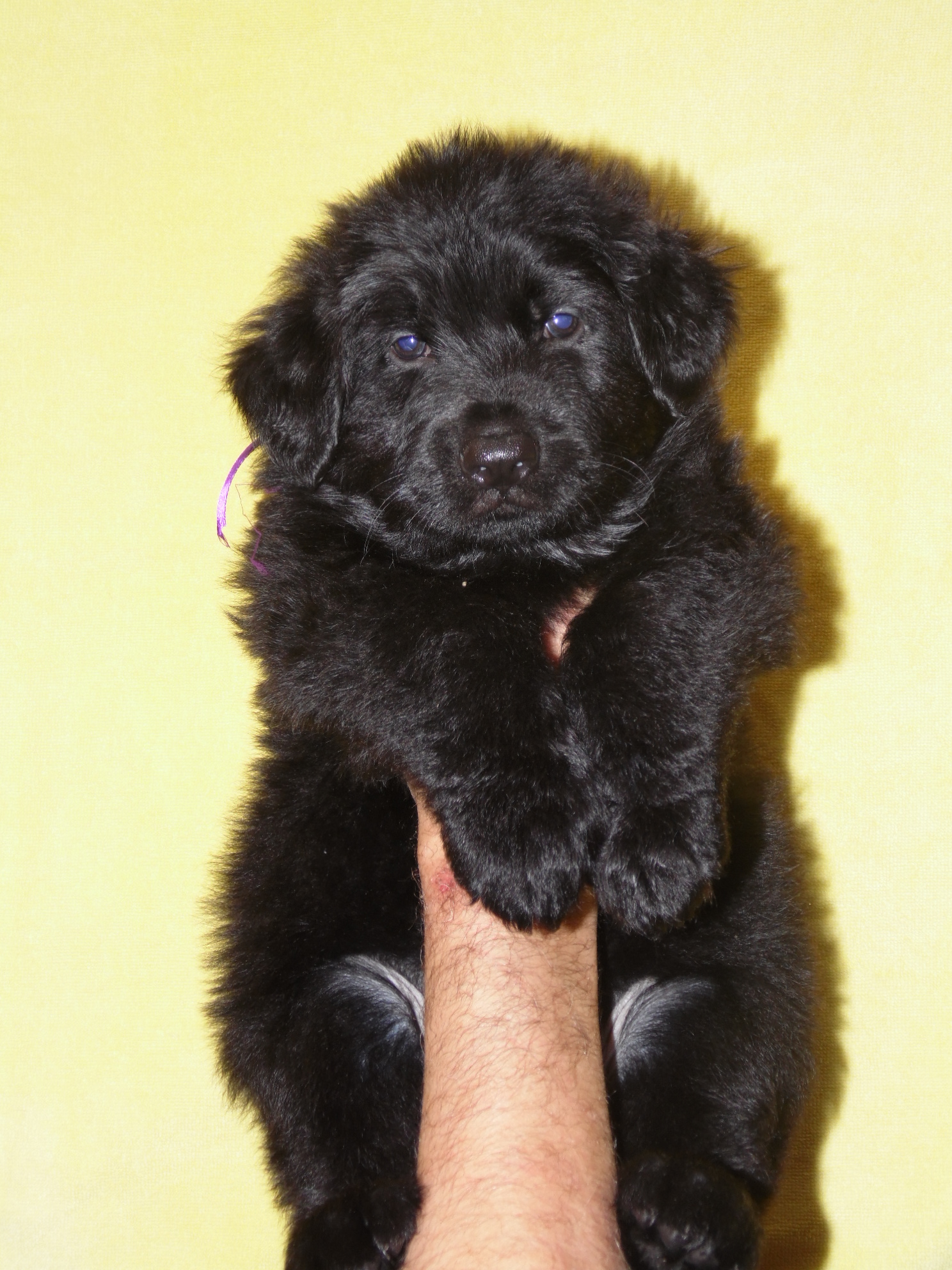 фото немецкой овчарки щенка черного цвета