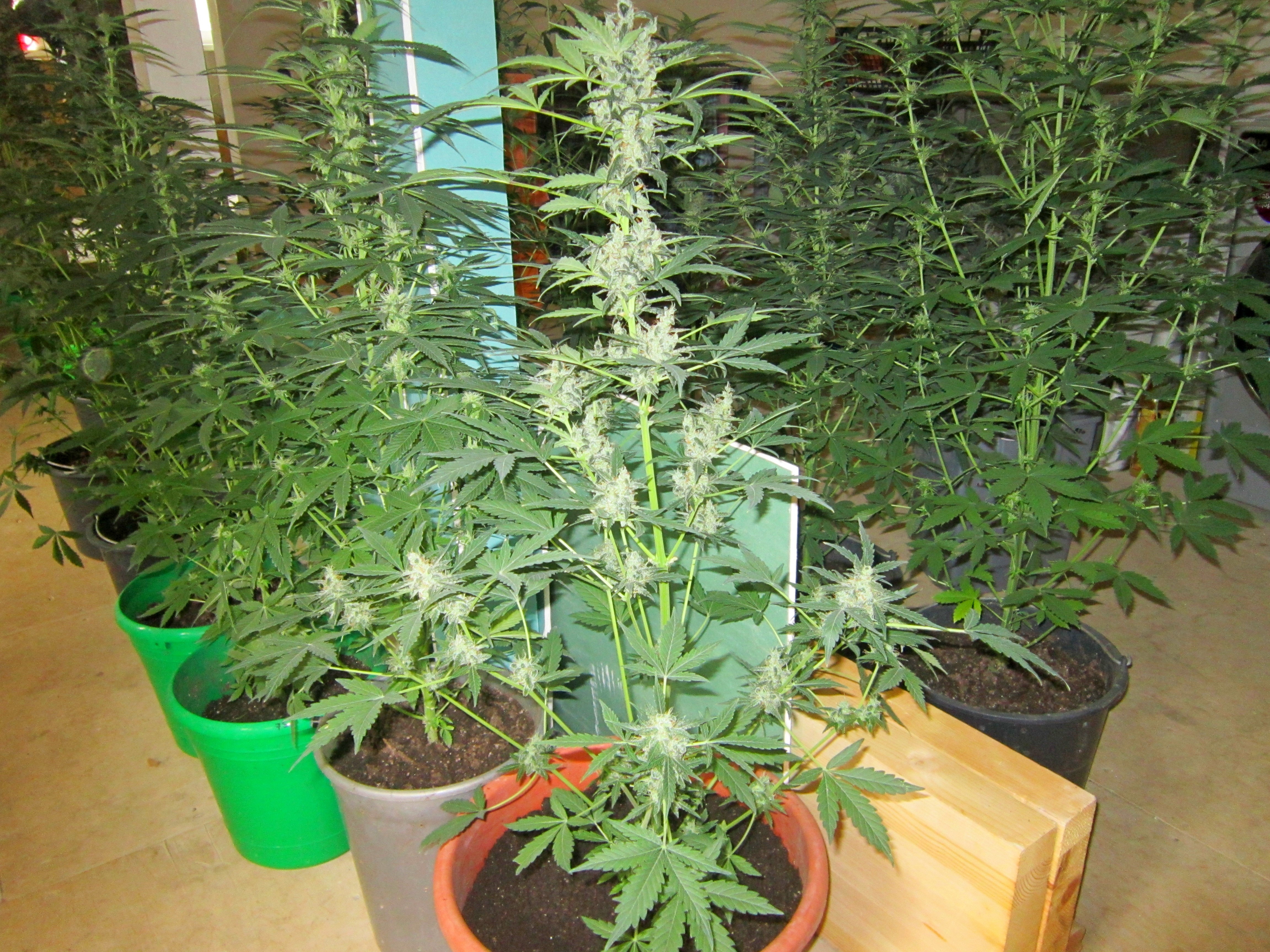 Выращивание конопли в россии статья пурпурная марихуана
