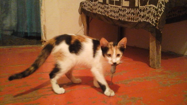 Трёхмесячная кошка - доктор эвтаназии мышей - SOCHI.com - объявления