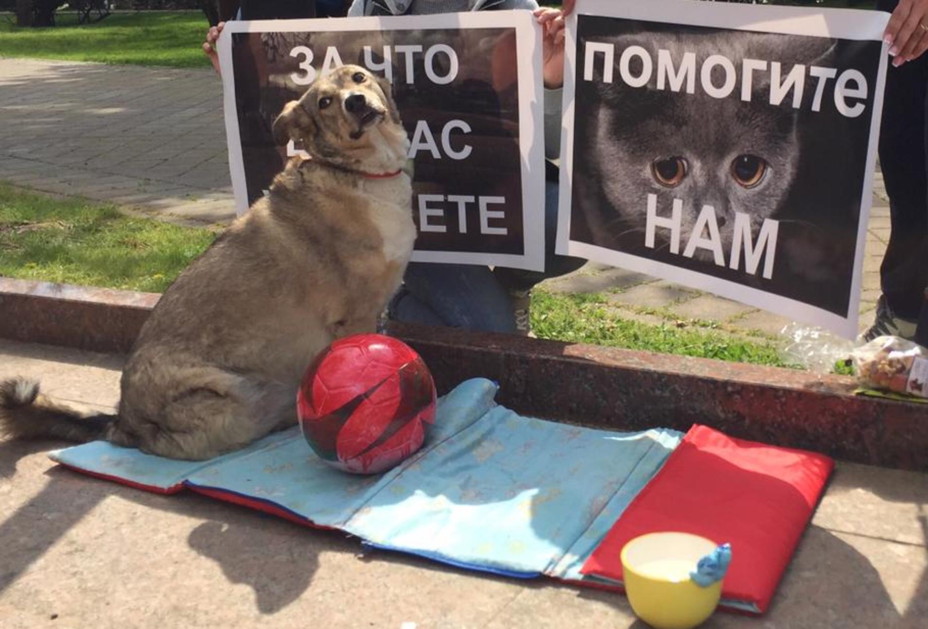 Новость: Жители Сочи выступили против массового геноцида бездомных животных  перед ЧМ-2018