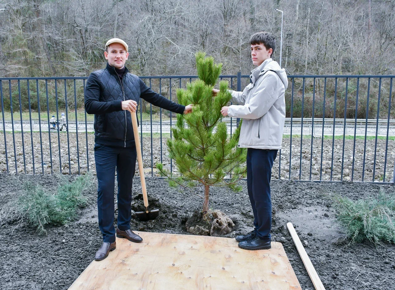 возле школы растут 6 деревьев сосна береза липа тополь ель и клен. возле школы растут 6 деревьев сосна береза липа тополь ель и клен. возле школы растут только березы и сосны. задачи на транзитивные отношения.