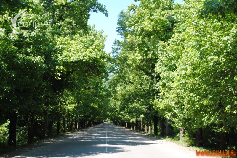 Мацеста аллея челтенхема. Мацеста аллея челтенхэма. Аллея челтенхема 5. Аллея челтенхэма фото. Аллея ликвидамбров сочи.