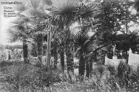 Сочи 30-х XX в. Пальмы в парке Худекова (Дендрарий)