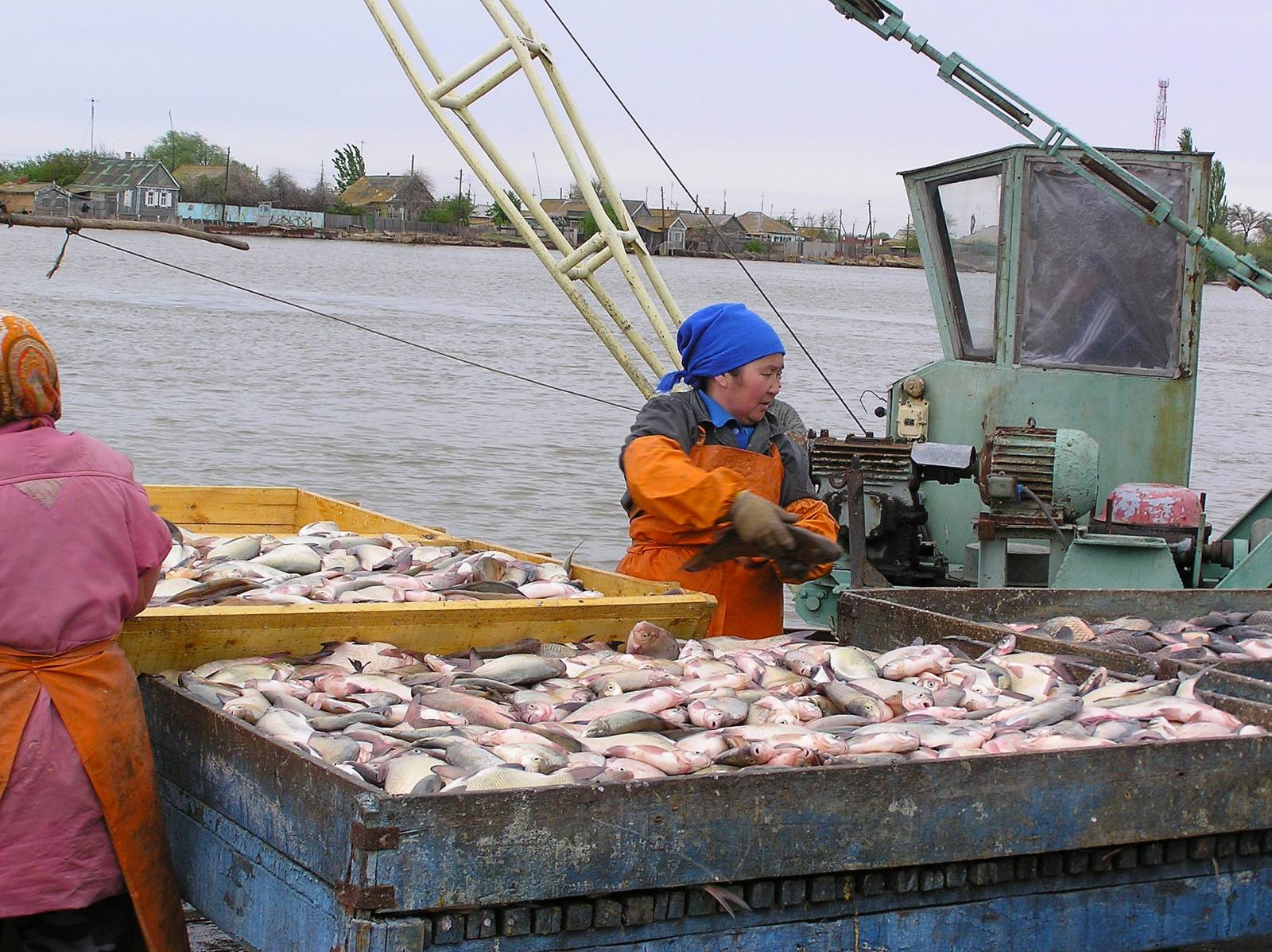 Какой промысел был распространен в районе астрахани. Астраханский рыбный промысел, Астрахань. Рыбная промышленность Астрахань. Рыбоперерабатывающий комбинат Астрахань. Цимлянский рыбокомбинат.