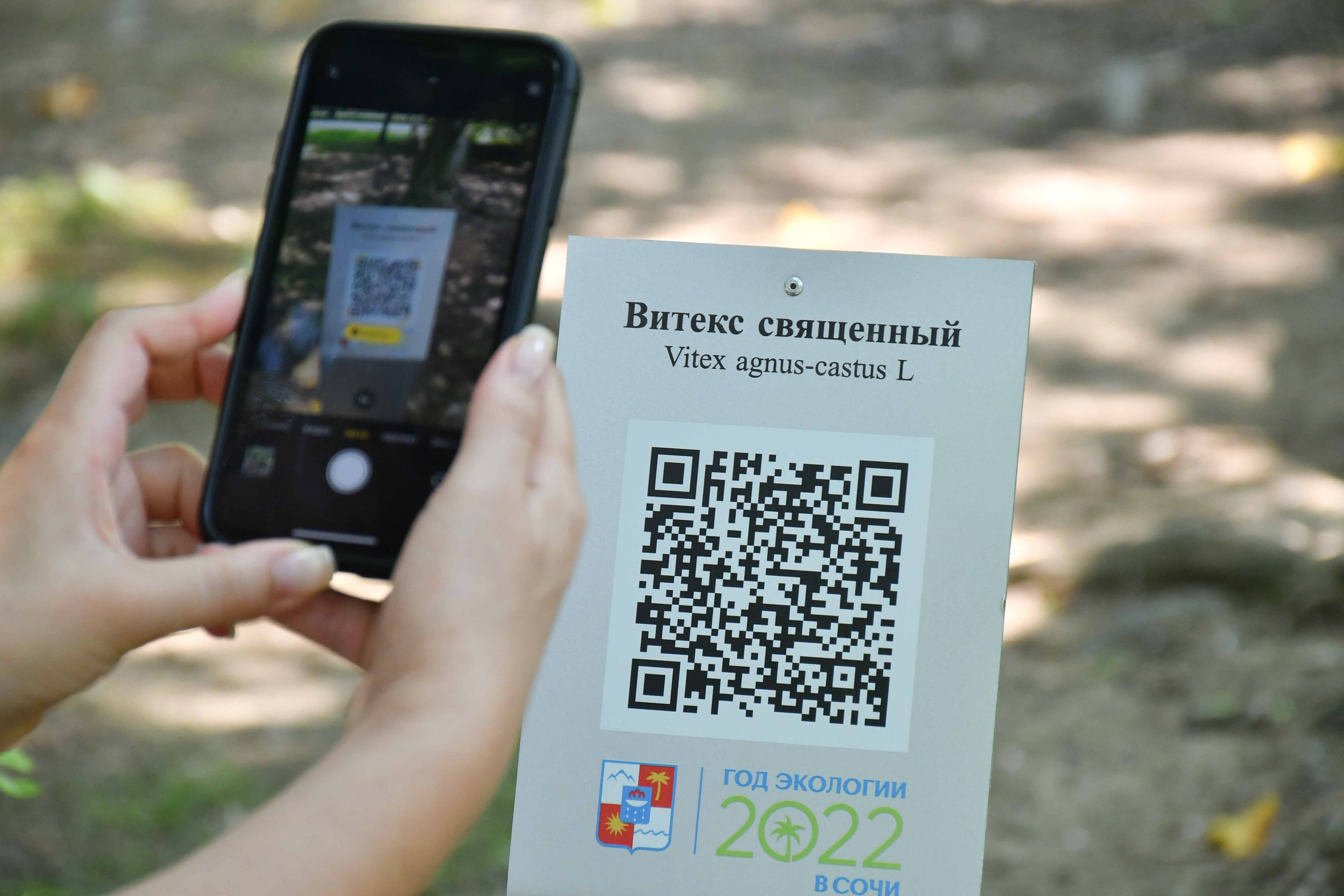 Новость: В Год экологии деревьям-патриархам Сочи начали присваивать QR-коды