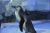 Пингвинарий в Большом Сочинском Дельфинарии (парк “Ривьера») - Аквариумы. Океанариумы. Дельфинарии. Зоопарки. Сочи SOCHI.com