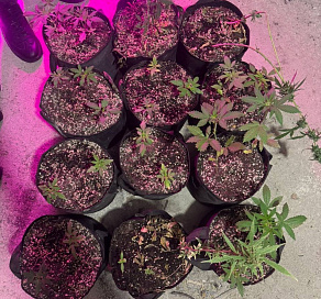 Сочинец устроил наркоплантацию у себя дома