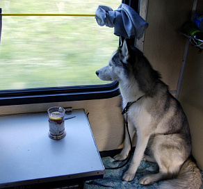 Жители Сочи смогут бесплатно провозить животных в пригородных поездах