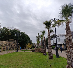 В Сочи начали укрывать на зиму субтропические растения