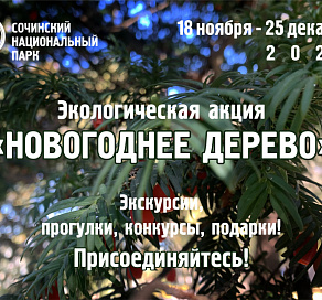 В Сочи стартовала акция «Новогоднее дерево»