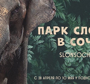 Парк слонов возвращается в Сочи