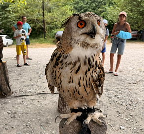 Туристов призывают отказаться от фото с дикими животными