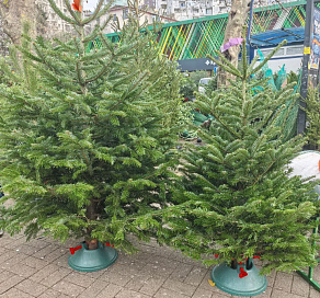 В Сочи определены 34 места для елочных базаров