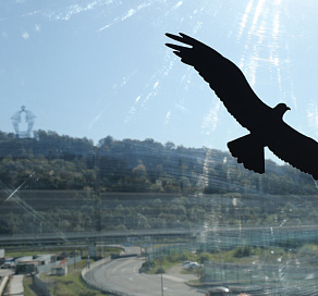 На шумозащитных экранах в Сочи появились силуэты хищных птиц