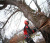Спил деревьев и расчистка участков в Сочи - Ландшафтный дизайн Сочи SOCHI.com