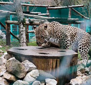 Глава Минприроды Александр Козлов: центр восстановления переднеазиатских леопардов в Сочи будет открыт для туристов