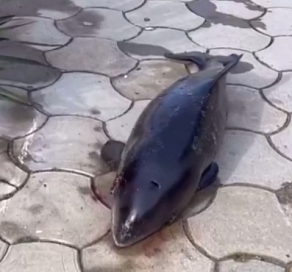 В Сочи на пляже нашли мертвого дельфина