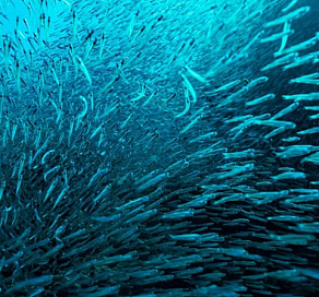 В глубинах Черного моря обнаружены неизвестные скопления рыбы