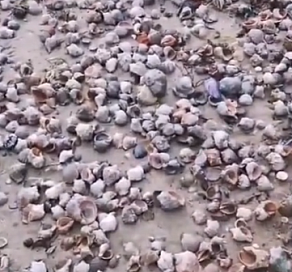 Сотни «деликатесов» вынесло на берег в Сочи