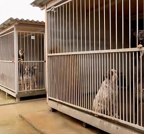 В Сочи за год новых хозяев нашли почти 200 собак из муниципального приюта для животных