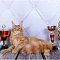 Питомник кошек Мейн кун Resident Sochi - Зоомагазины. Зоостудии Сочи SOCHI.com