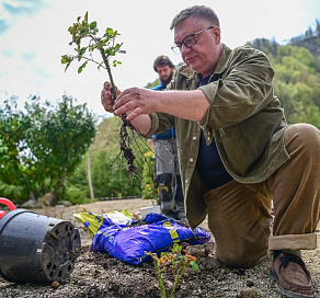 Новый сорт русской кустовой розы назвали в честь горного курорта Сочи «Роза Хутор»