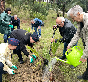 В Сочинском национальном парке к 80-летию Великой Победы высадили пальмы