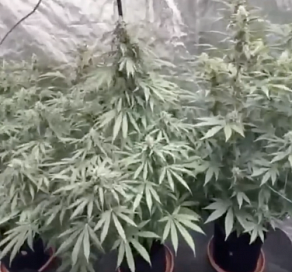 В Сочи в квартире нашли плантацию конопли