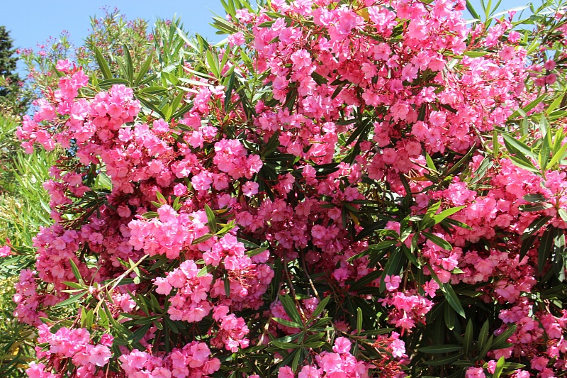 Дерево с розовыми цветами в италии