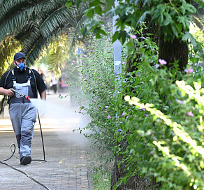 В Сочи начата повторная обработка зеленых насаждений от американской белой бабочки