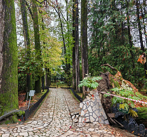 В Сочи рухнуло 130-летнее дерево