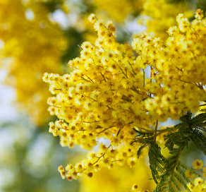 Стало известно, что будут дарить сочинцы 8 Марта