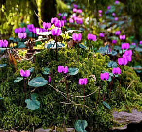 В Сочи продолжается работа по пресечению несанкционированной торговли краснокнижными первоцветами