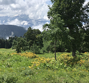 В Сочи проведут 93 экспедиции по территориям  произрастания краснокнижных растений