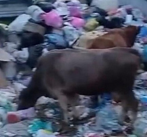 В Сочи коровы вынуждены питаться на свалке