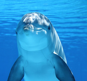 В Сочи появится стационар для лечения дельфинов