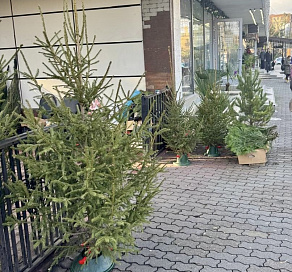 В Сочи проходят "елочные" рейды