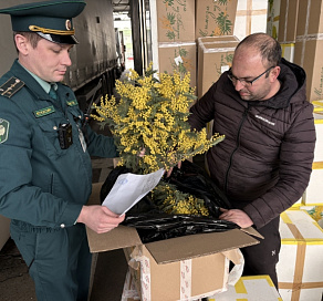 В Сочи начался «мимозовый бум»