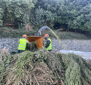 В Сочи проходит акция «Елку в переработку»