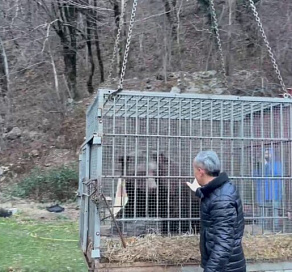 Спасенный в Сочи медведь переезжает в новый дом