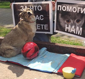 Жители Сочи выступили против массового геноцида бездомных животных перед ЧМ-2018
