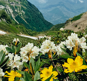 В горах Сочи зацвели рододендроны
