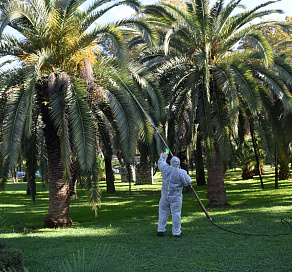 В Год экологии в Сочи шестикратно обрабатывают от вредителей 6500 пальм на муниципальных территориях