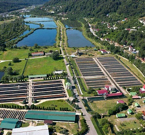 Сочинский племенной форелеводческий завод «Адлер» подтвердил статус одного из самых эффективных предприятий отрасли